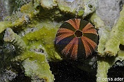 Mespilia globulus Oursin Boule test-Flores Riung Nunsa Tiga-7m-20160814-Denis-ADER-DSC_2155_tn